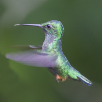 Booted Racket-tail